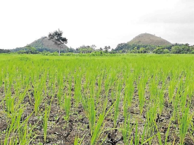rice field