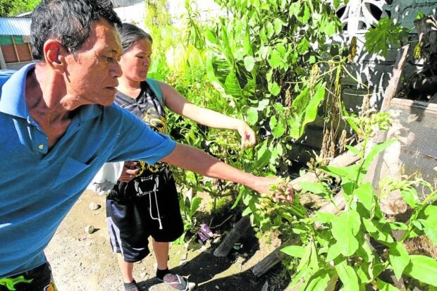 Tobacco farming changes lives in coastal Sarangani