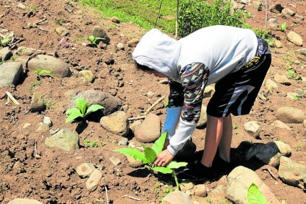 Tobacco farming changes lives in coastal Sarangani