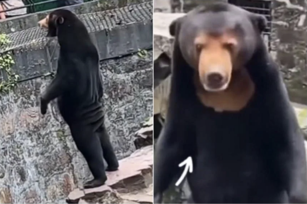 China zoo star attraction